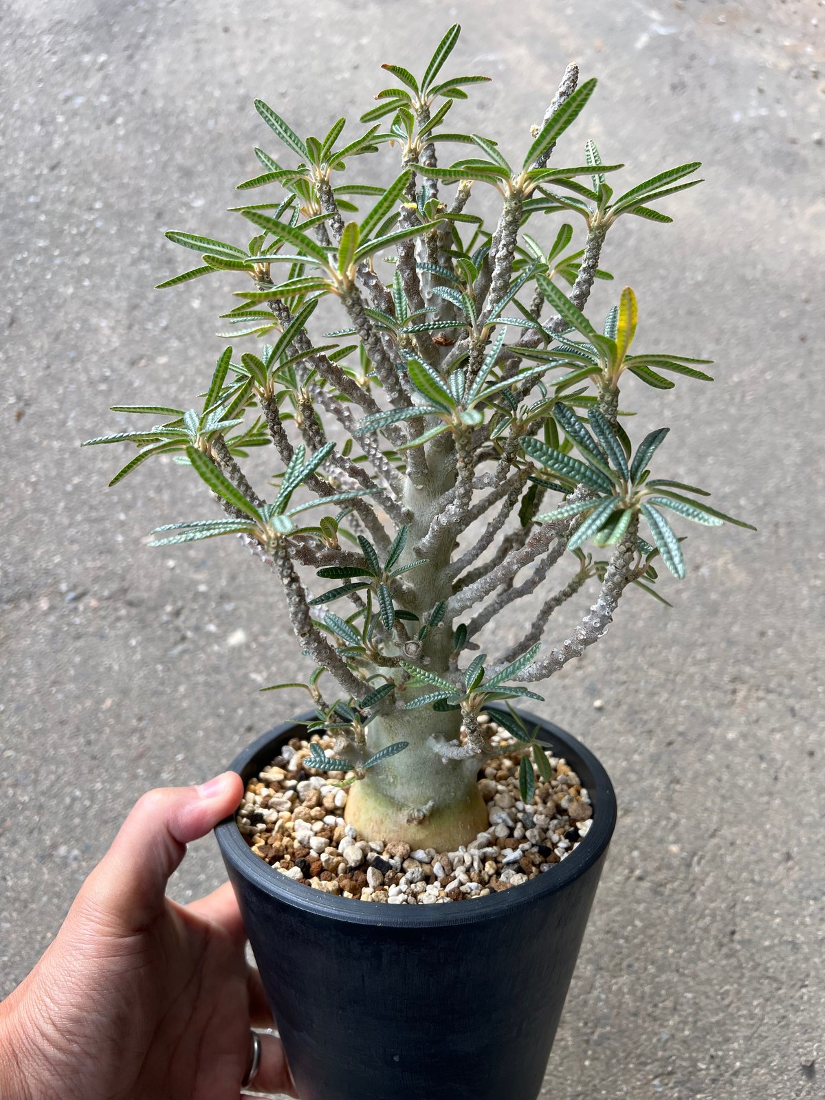 b*c様 10粒 種子ドルステニア・ギガスのブラータ b*c様 10粒 種子ドルステニア・ギガスのブラータ b*c様 10