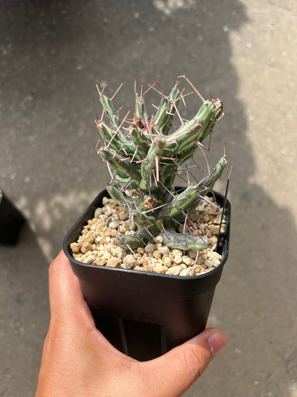 ユーフォルビア シザカンサ | STELLA.PLANTS