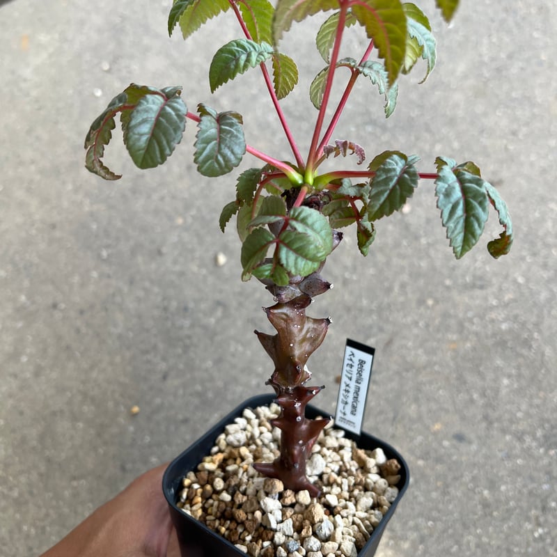 ベイセリア•メキシカーナ 2500624 ベイセリア メキシカーナ | STELLA.PLANTS