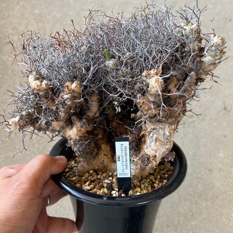 チレコドン レティキュラーツス 万物想 | STELLA.PLANTS チレコドン レティキュラーツス 万物想 | STELLA.PLANTS