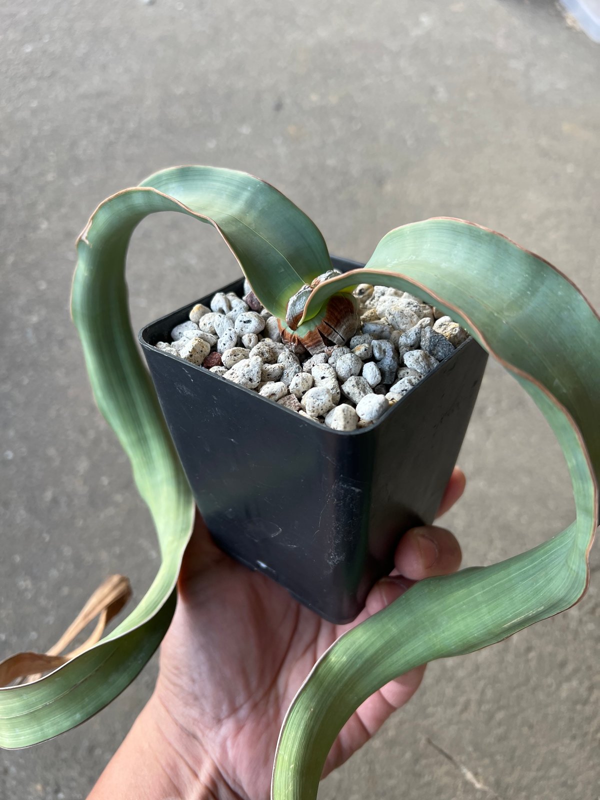ウェルウィッチア ミラビリス 2 | STELLA.PLANTS ウェルウィッチア ミラビリス 2 | STELLA.PLANTS