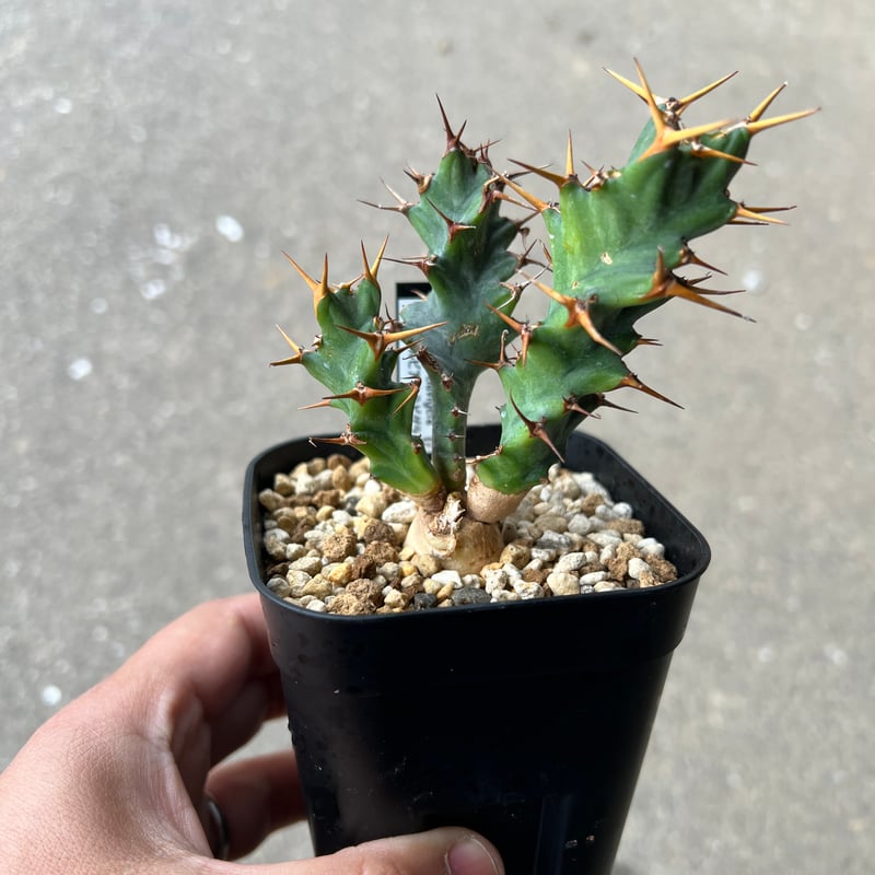 isla del pescado - Euphorbia tortirama-ユーフォルビア