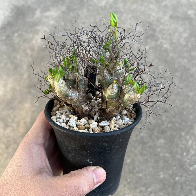 チレコドン レティキュラータス 万物想 | STELLA.PLANTS チレコドン レティキュラータス 万物想 | STELLA.PLANTS