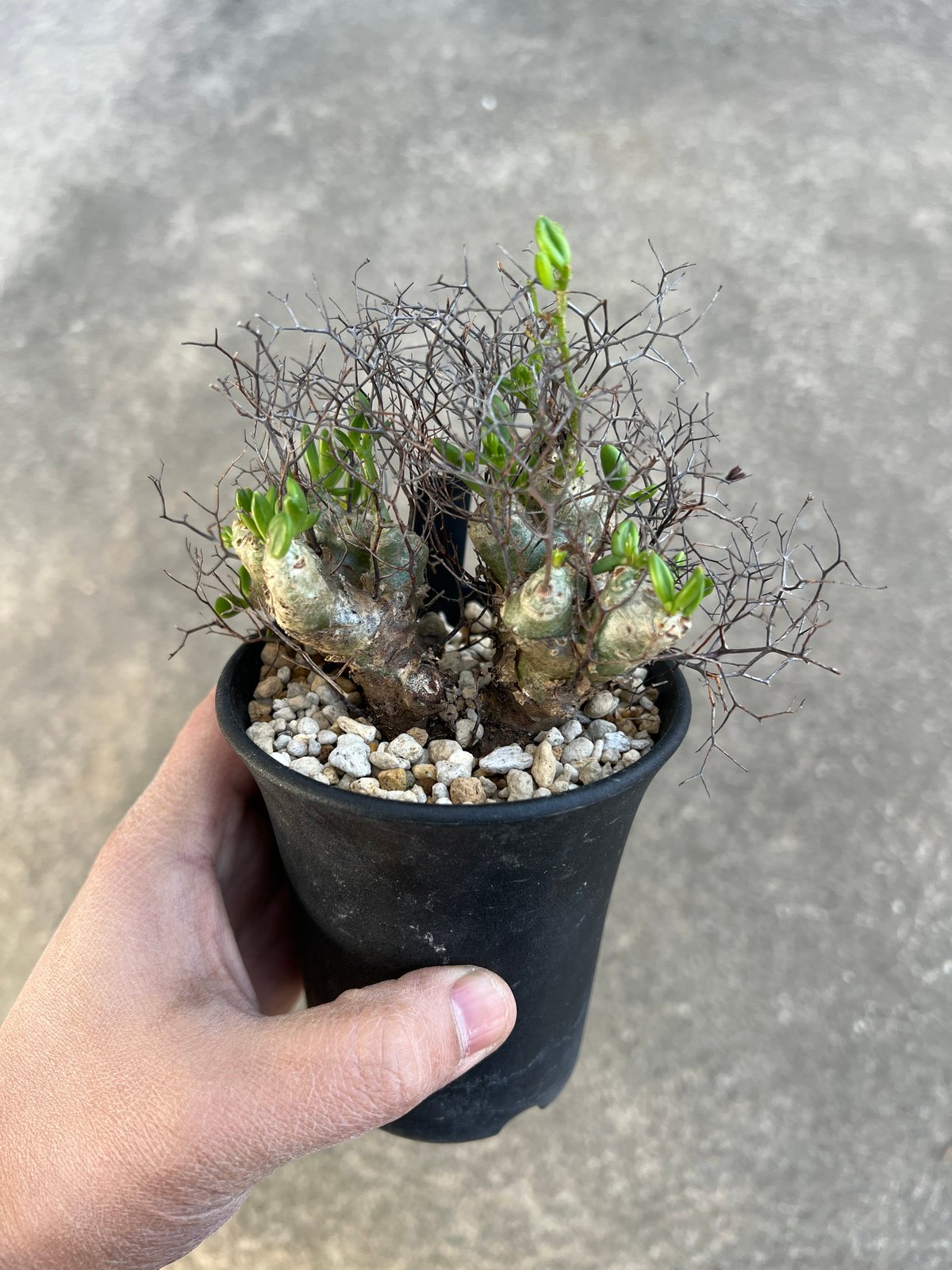チレコドン レティキュラータス 万物想 | STELLA.PLANTS チレコドン レティキュラータス 万物想 | STELLA.PLANTS