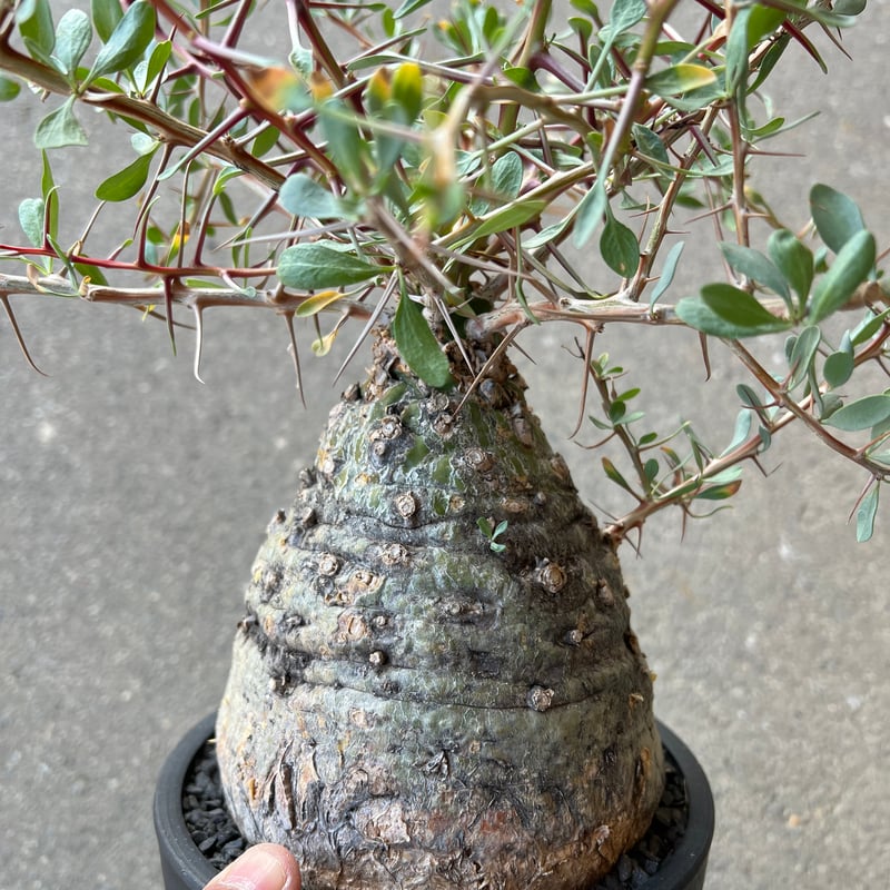 フォークイエリア コルムナリス 観峰玉 | STELLA.PLANTS
