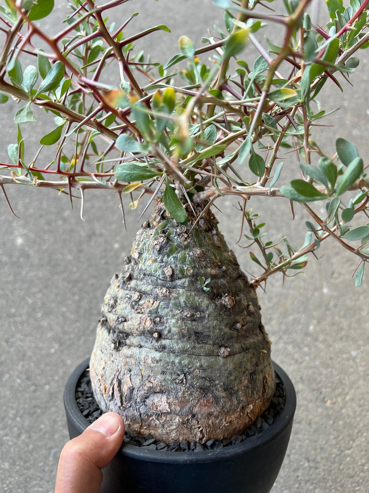 フォークイエリア コルムナリス 観峰玉 | STELLA.PLANTS