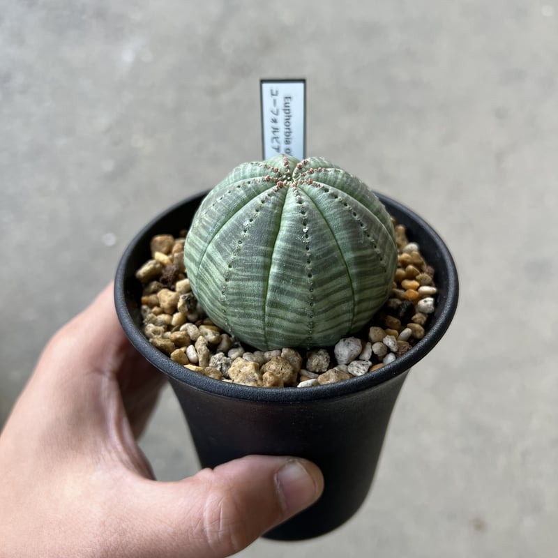 ユーフォルビア オベサ 株サイズ5.5cm | STELLA.PLANTS