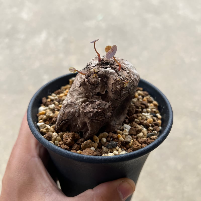 【発根済み 大株】ステファニア カウィーサキー 発根済み 大株】ステファニア カウィーサキー ステファニア