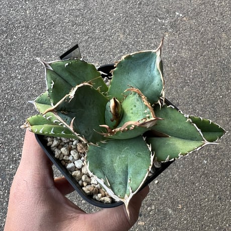 CATEGORY アガベ | STELLA.PLANTS