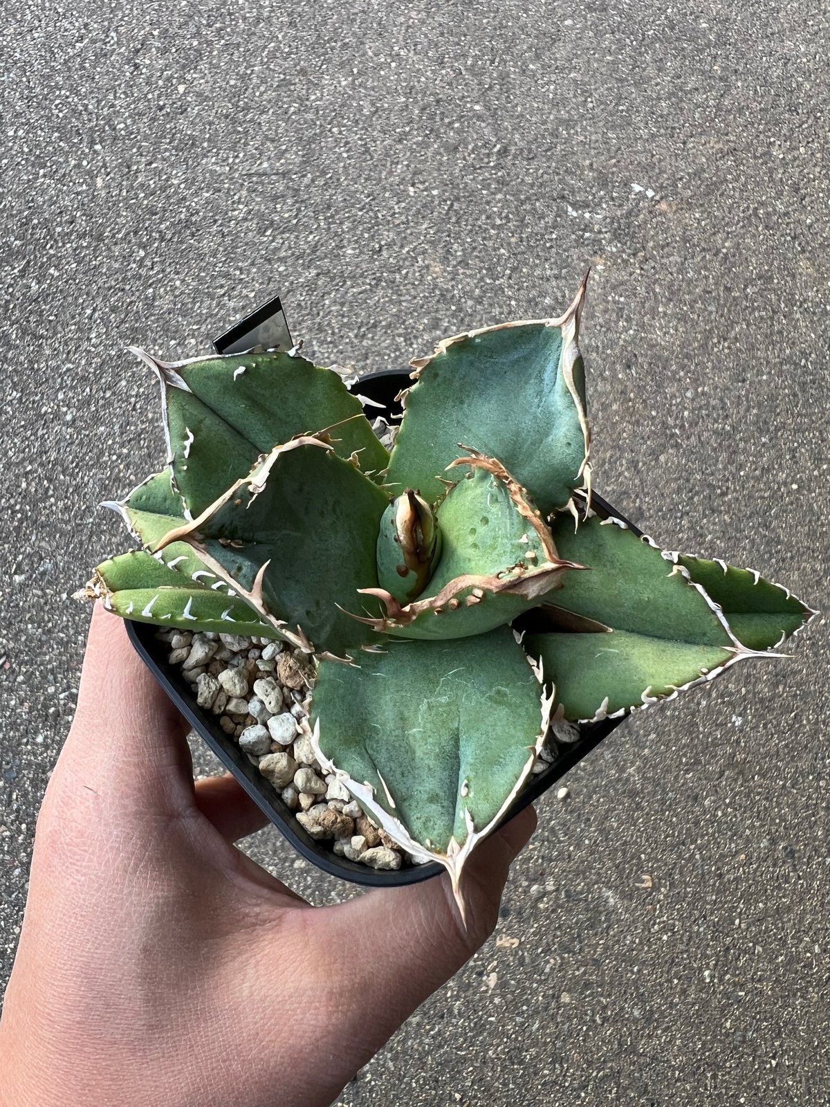 アガベ チタノタ 疣猪2 | STELLA.PLANTS