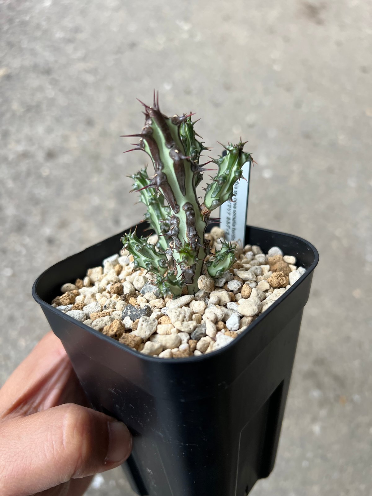 ②ユーフォルビア　ルディス ②ユーフォルビア ルディス ユーフォルビア・ルディス | 悟 satori