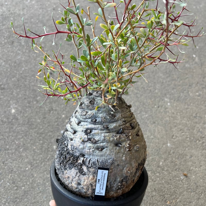 フォークイエリア コルムナリス 観峰玉 | STELLA.PLANTS