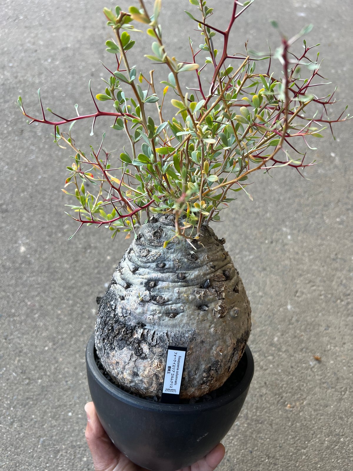 フォークイエリア コルムナリス 観峰玉 | STELLA.PLANTS