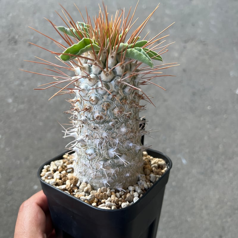 【みかん】パキポディウム 光堂 ナマクアナム 接木 パキポディウム ナマクアナム（光堂）の屋内飼育の様子