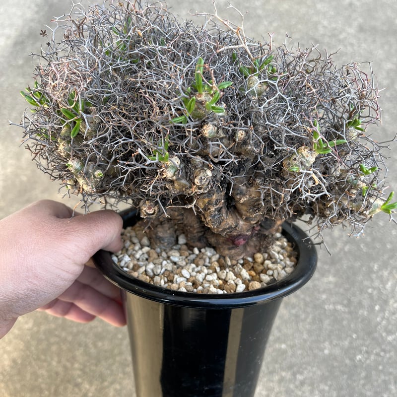 チレコドン レティキュラータス 万物想 | STELLA.PLANTS チレコドン レティキュラータス 万物想 | STELLA.PLANTS