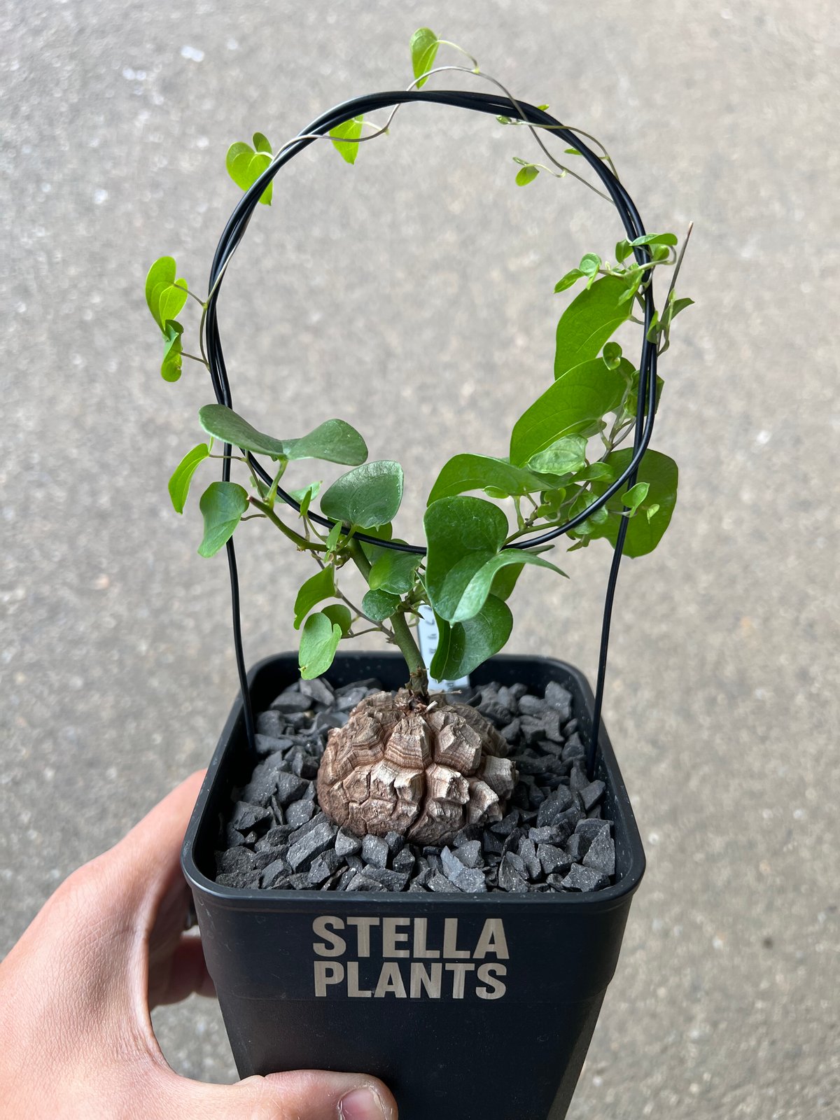 アフリカ亀甲竜 5 | STELLA.PLANTS