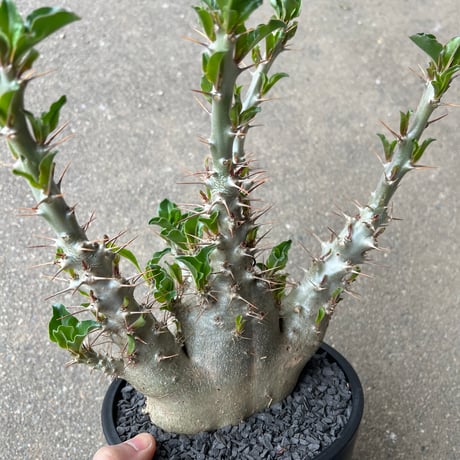 パキポディウム サンデルシー白馬城