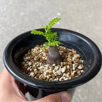 ボスウェリア サクラ | STELLA.PLANTS
