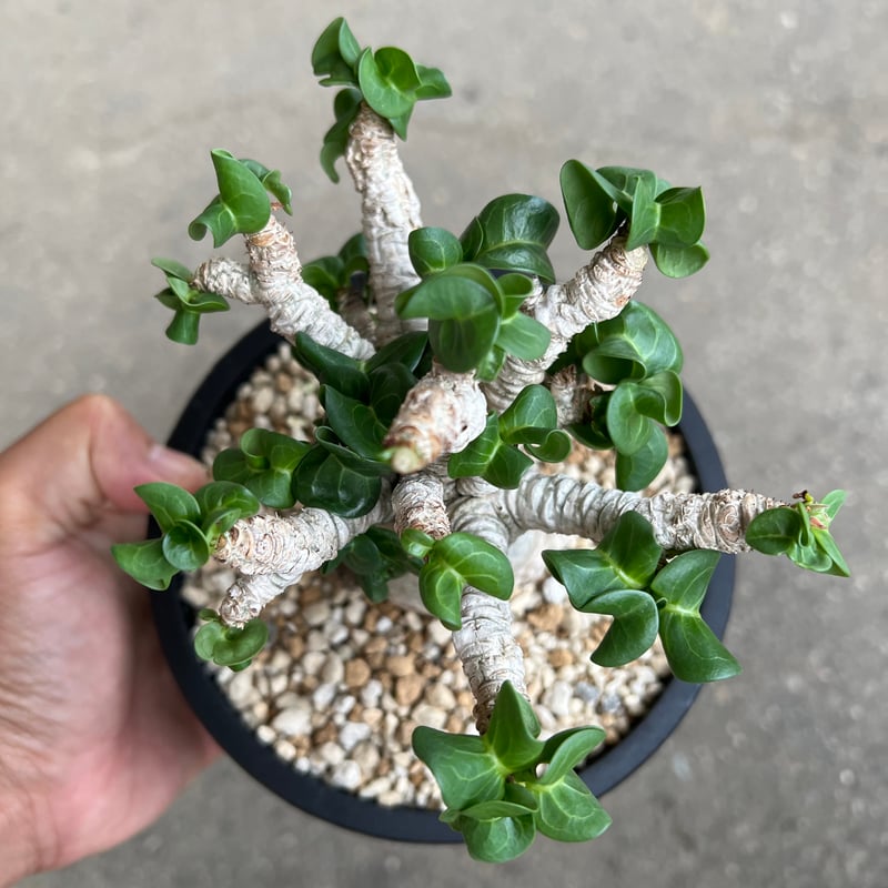 アデニウム D.H.A 獅子葉2 | STELLA.PLANTS