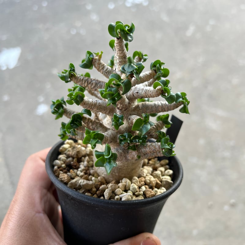 アデニウム D.H.A 獅子葉 1 | STELLA.PLANTS 