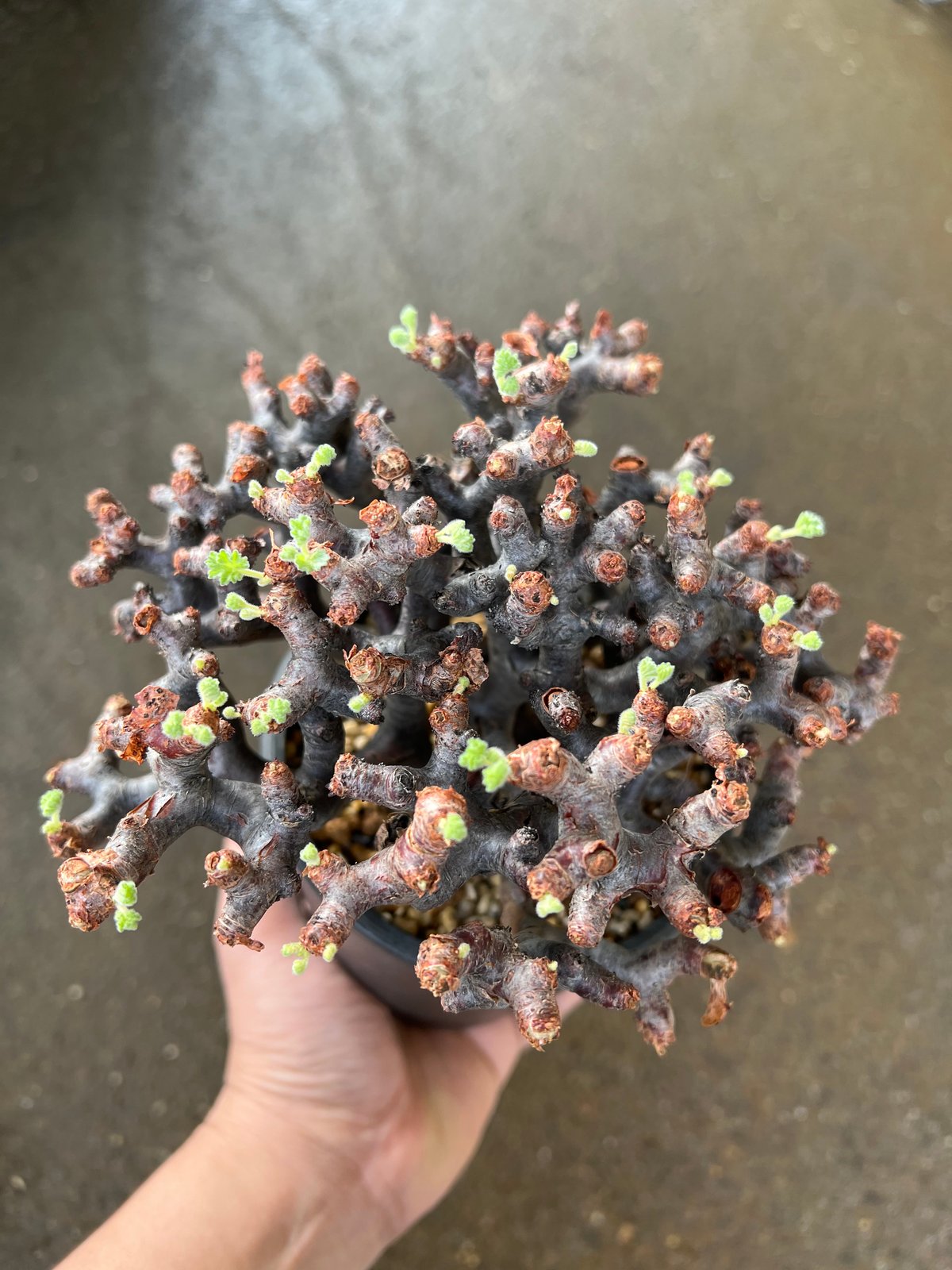 ペラルゴニウム　ミラビレ×valiem ペラルゴニウム ミラビレ Valiem