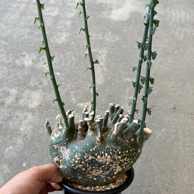 アデニアプセウドグロボーサ検ムランジーナスピノーサペチュエリー