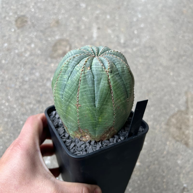 ユーフォルビア　オベサ　⑤ ユーフォルビア オベサ5 | STELLA.PLANTS