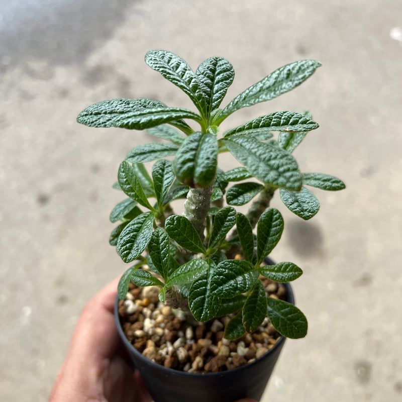 ドルステニア ギガス | STELLA.PLANTS ドルステニア ギガス | STELLA.PLANTS