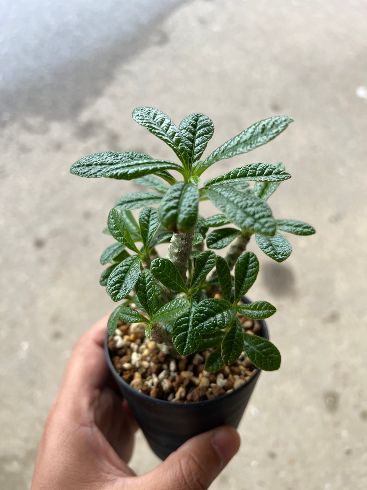 ドルステニア ギガス | STELLA.PLANTS ドルステニア ギガス | STELLA.PLANTS