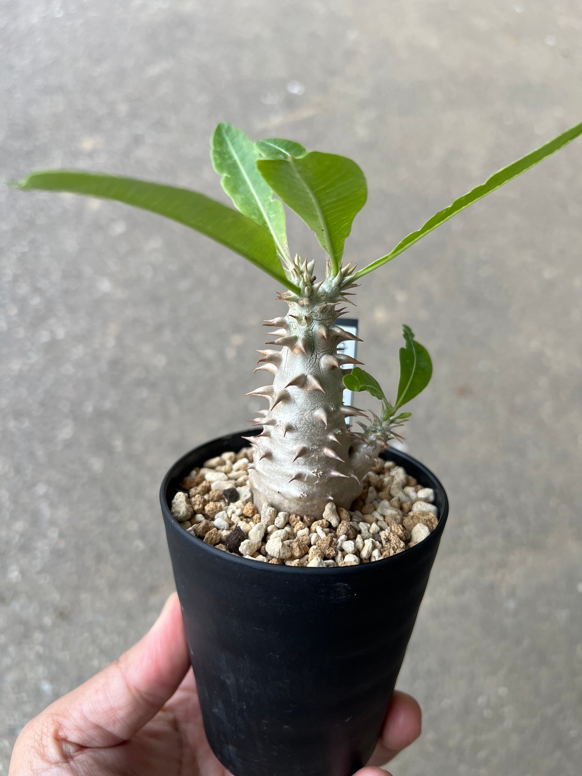 パキポディウム ビカラー1 | STELLA.PLANTS