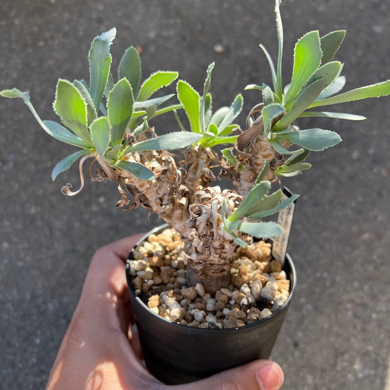 オトンナ レピドカウリス 発根済 オトンナ レピドカウリス | STELLA.PLANTS