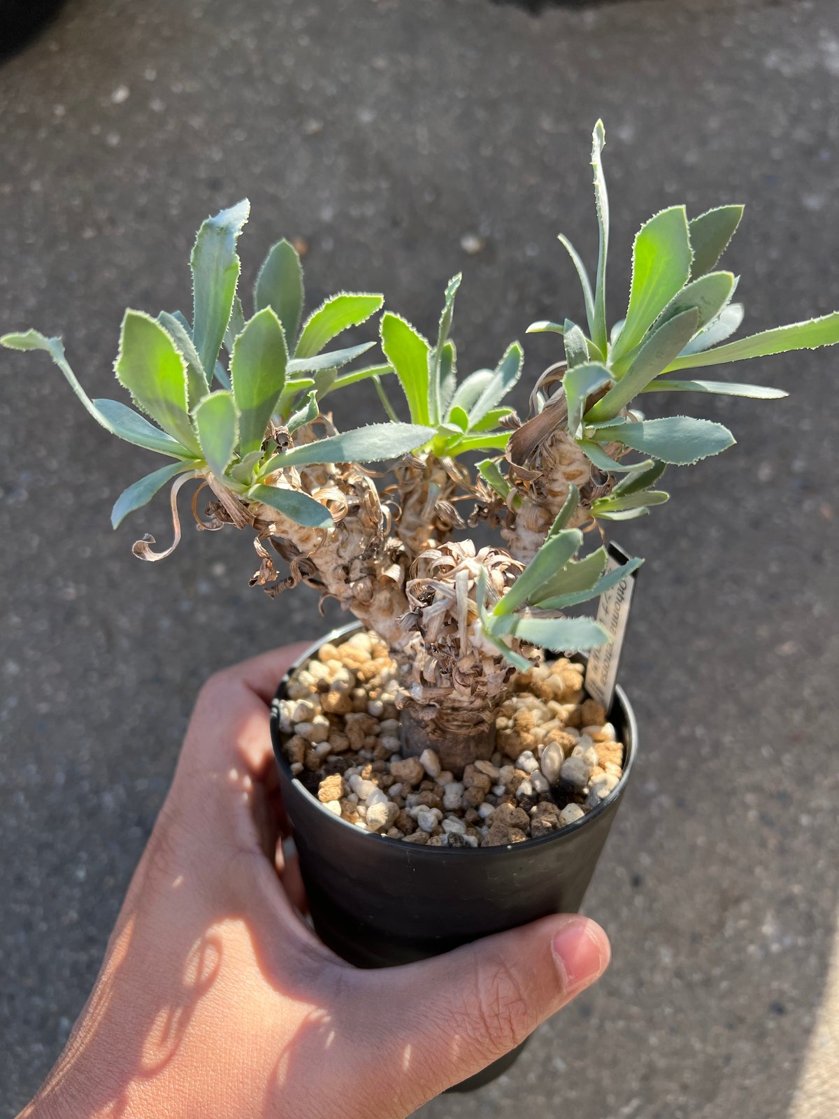 オトンナ レピドカウリス | STELLA.PLANTS