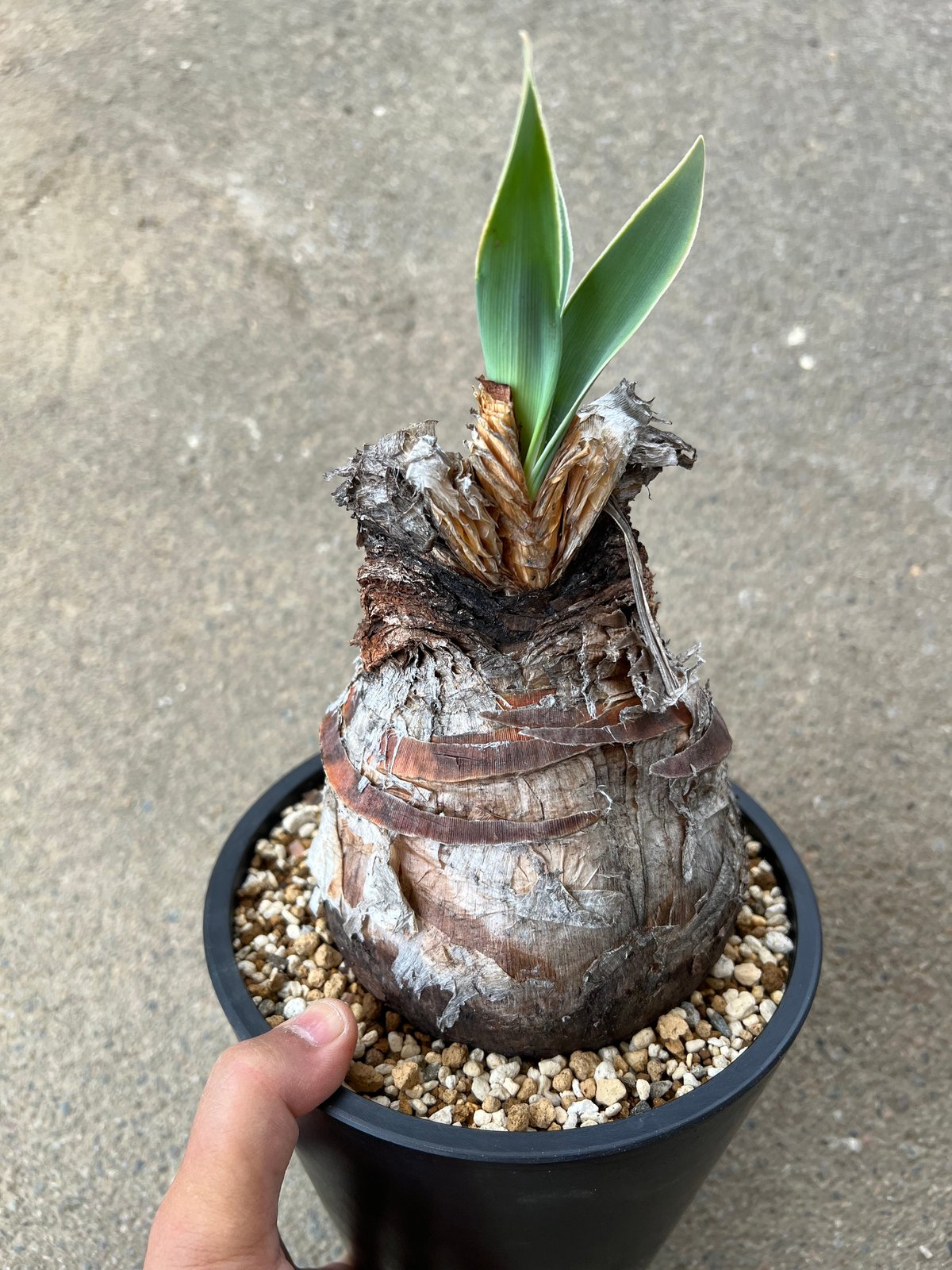 ブーファン　ハエマンソイデス　実生3株セット　#42 ブーファン ディスティチャ | STELLA.PLANTS