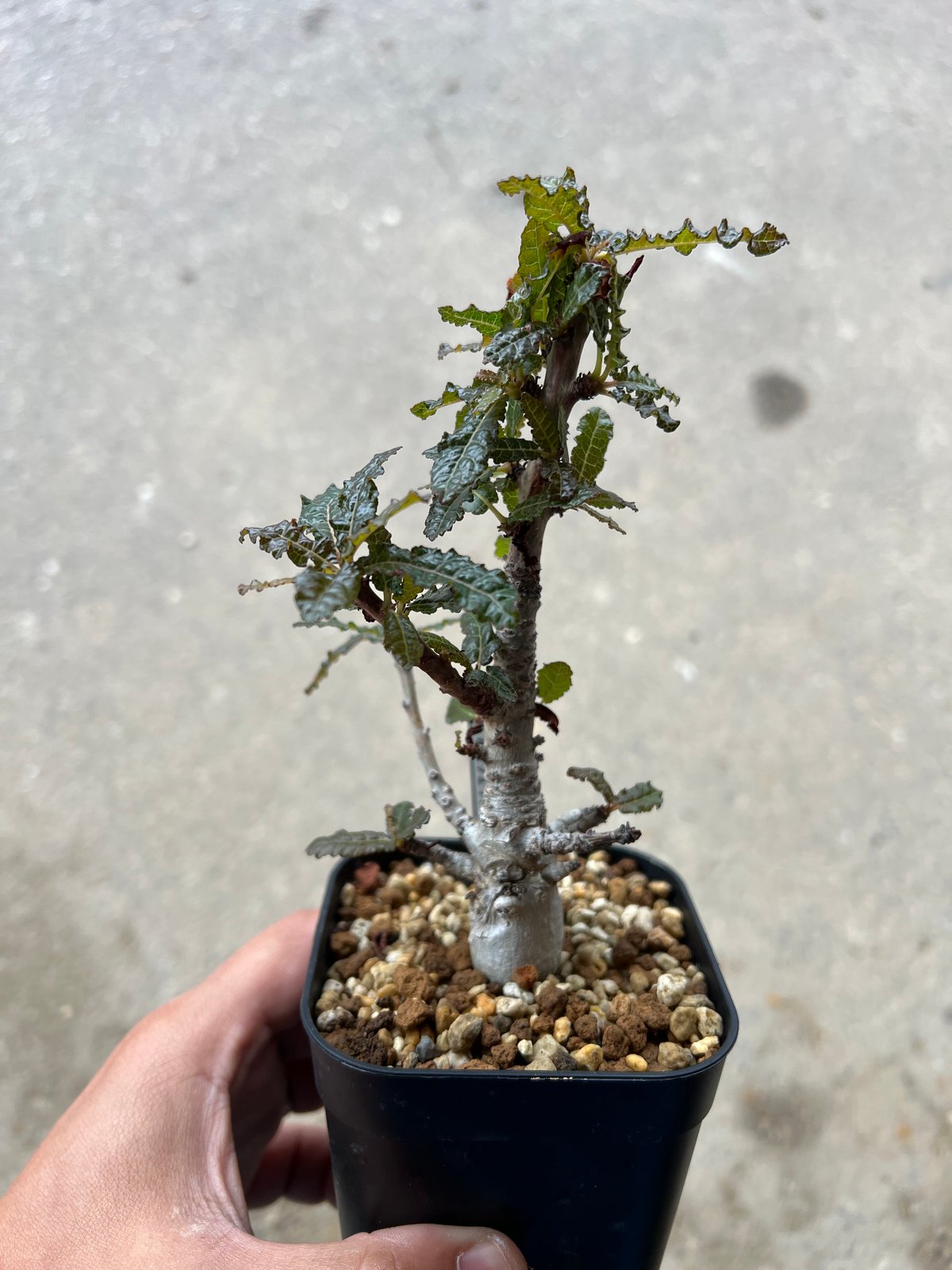 ボスウェリア ナナ | STELLA.PLANTS ボスウェリア ナナ | STELLA.PLANTS