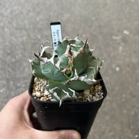 Agave titanota 'Creep'1 | STELLA.PLANTS