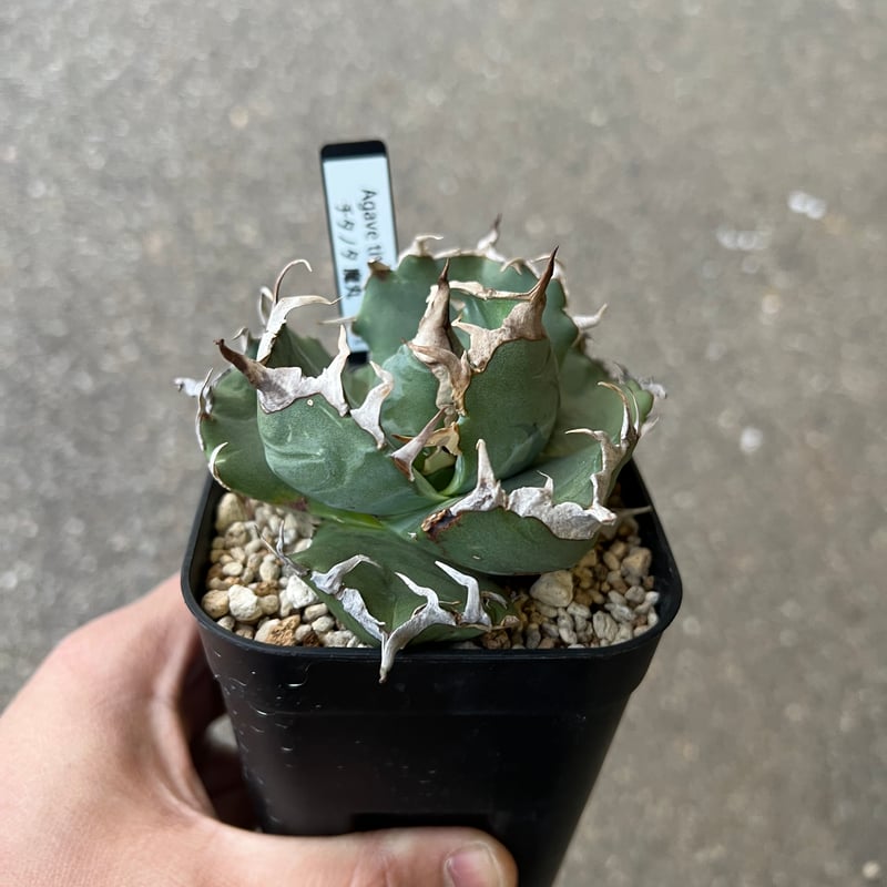 アガベ チタノタ 魔丸2 | STELLA.PLANTS