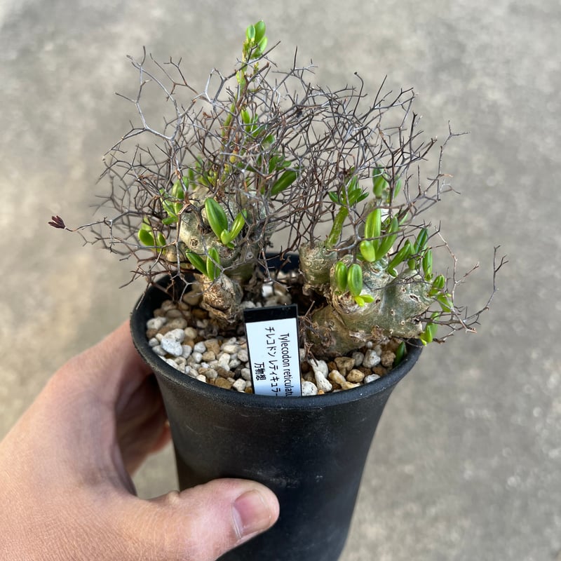 チレコドン レティキュラータス 万物想 | STELLA.PLANTS チレコドン レティキュラータス 万物想 | STELLA.PLANTS