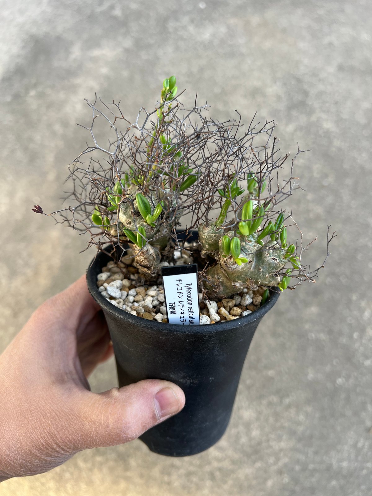 チレコドン レティキュラータス 万物想 | STELLA.PLANTS チレコドン レティキュラータス 万物想 | STELLA.PLANTS