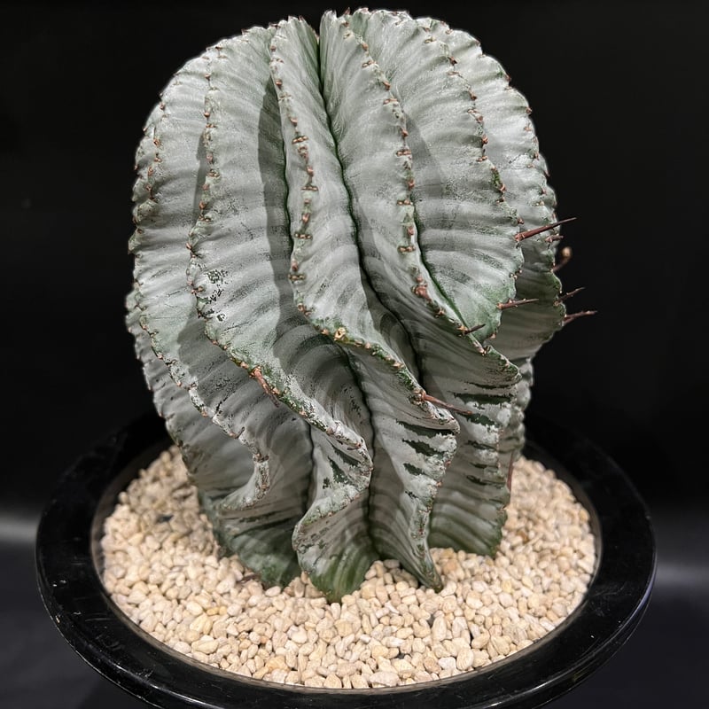 ユーフォルビア ホリダ | STELLA.PLANTS ユーフォルビア ホリダ | STELLA.PLANTS
