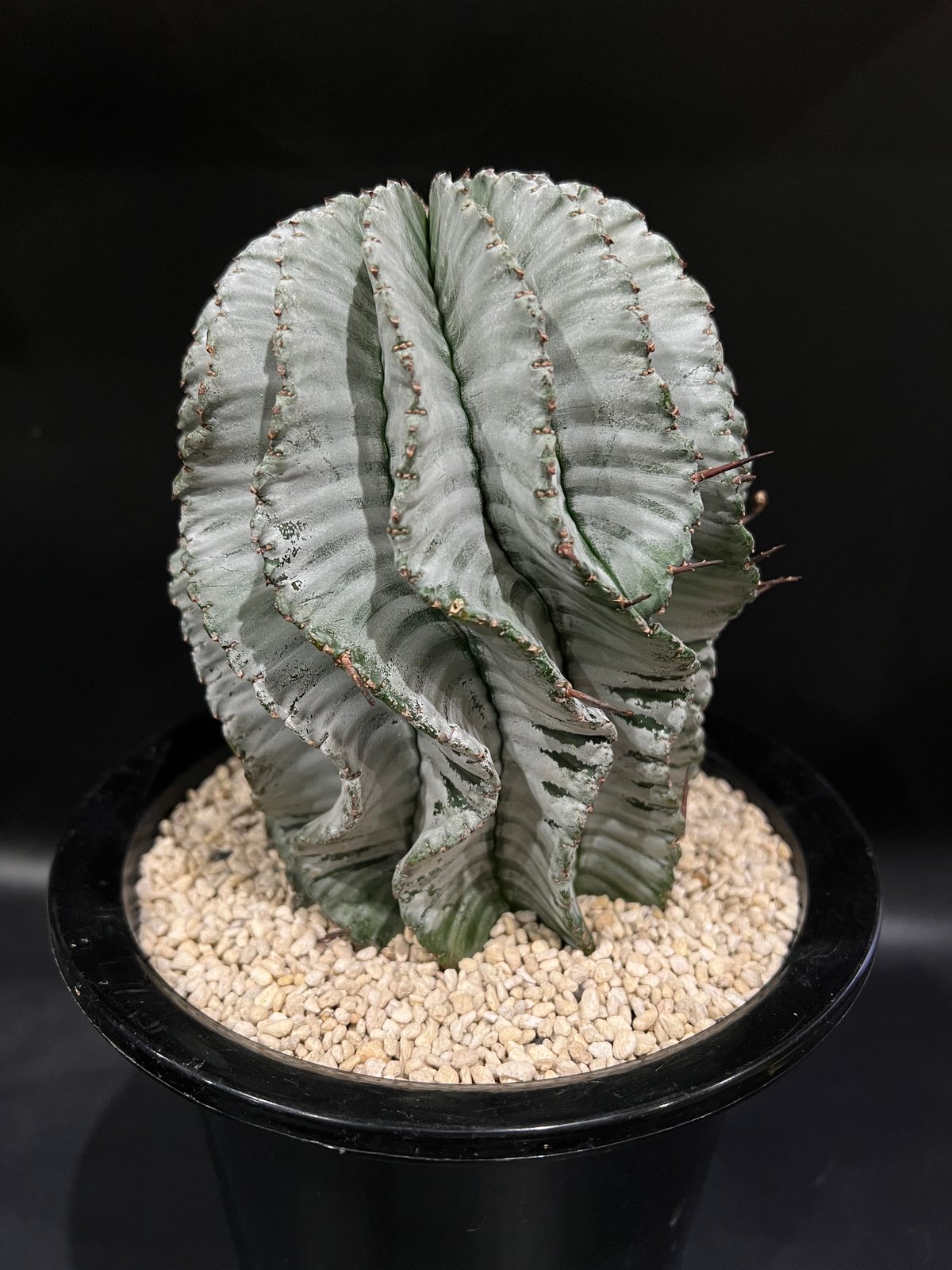 ユーフォルビア ホリダ | STELLA.PLANTS ユーフォルビア ホリダ | STELLA.PLANTS