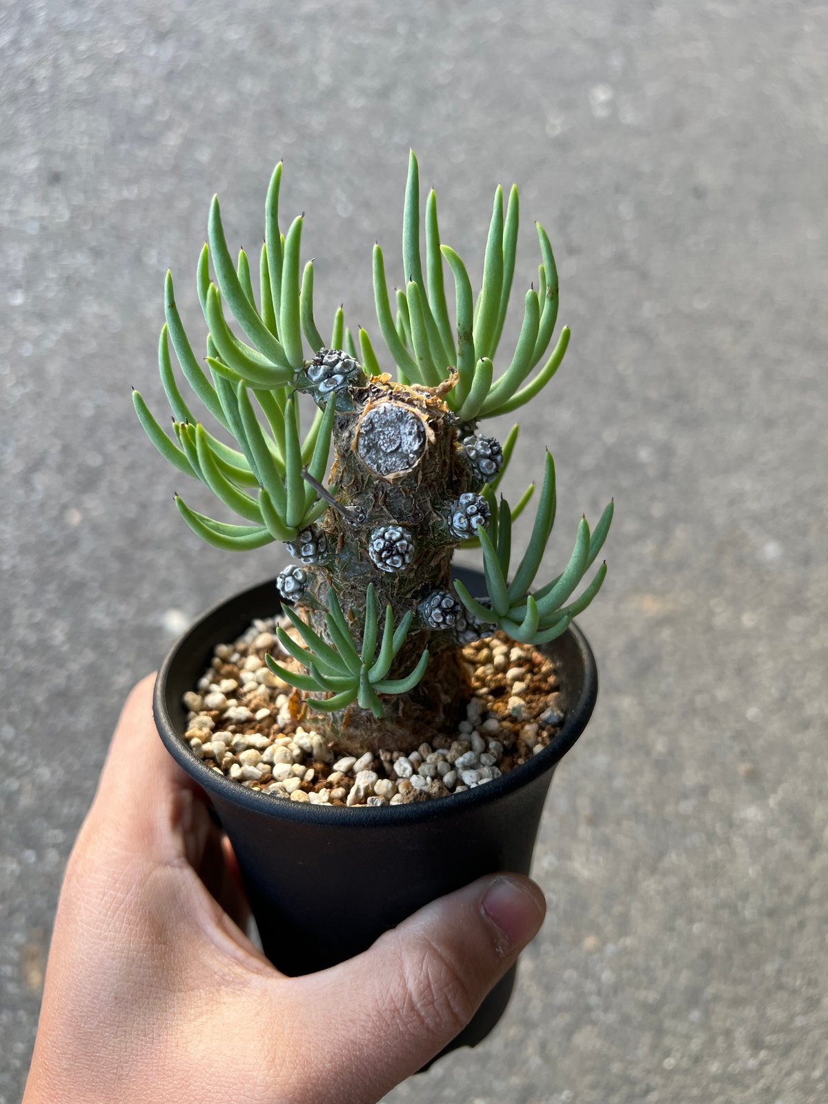 チレコドン ペアルソニー1 | STELLA.PLANTS