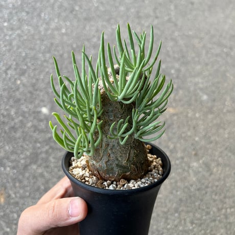 ペアルソニー | STORES