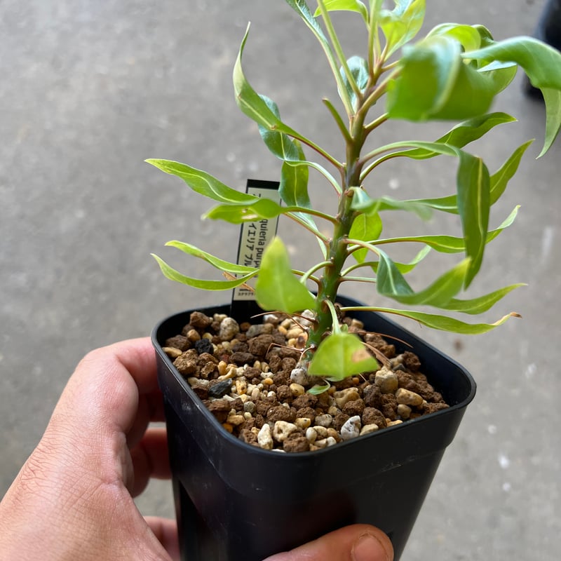 フォークイエリア プルプシー実生 | STELLA.PLANTS フォークイエリア プルプシー実生 | STELLA.PLANTS