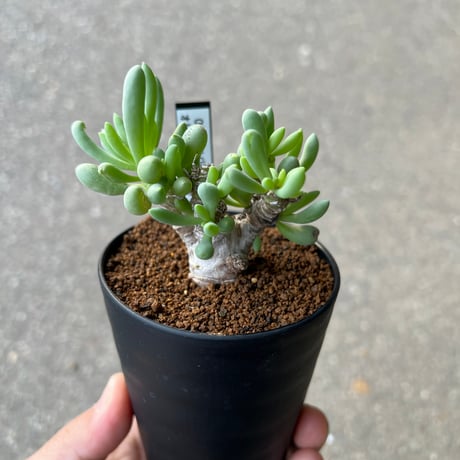 オトンナ | STORES