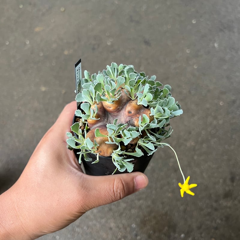 Ramat Planter #281× オトンナ カカリオイデス ザ・ファームセレクト]オトンナ：カカリオイデス 3号23-04 の