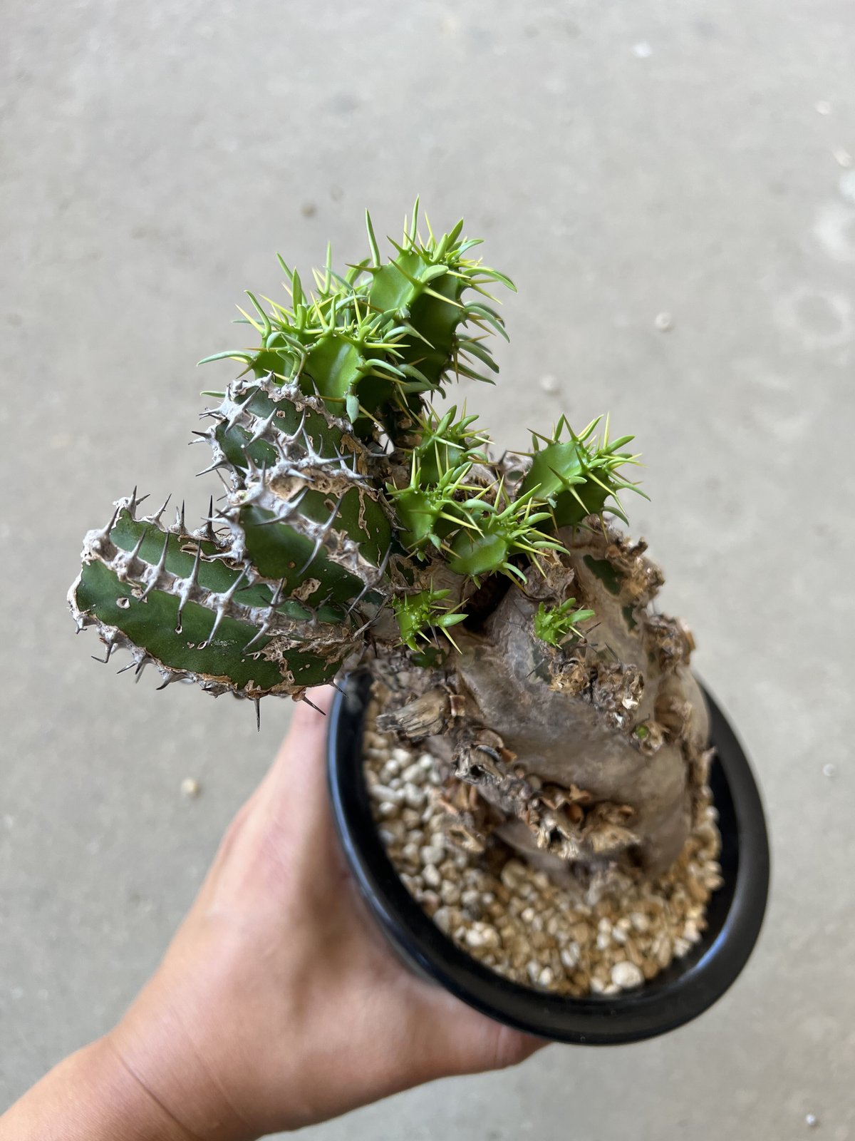 ⑤ユーホルビア ムランジーナ 格安買取 相場 植物/観葉植物 sbdg.org