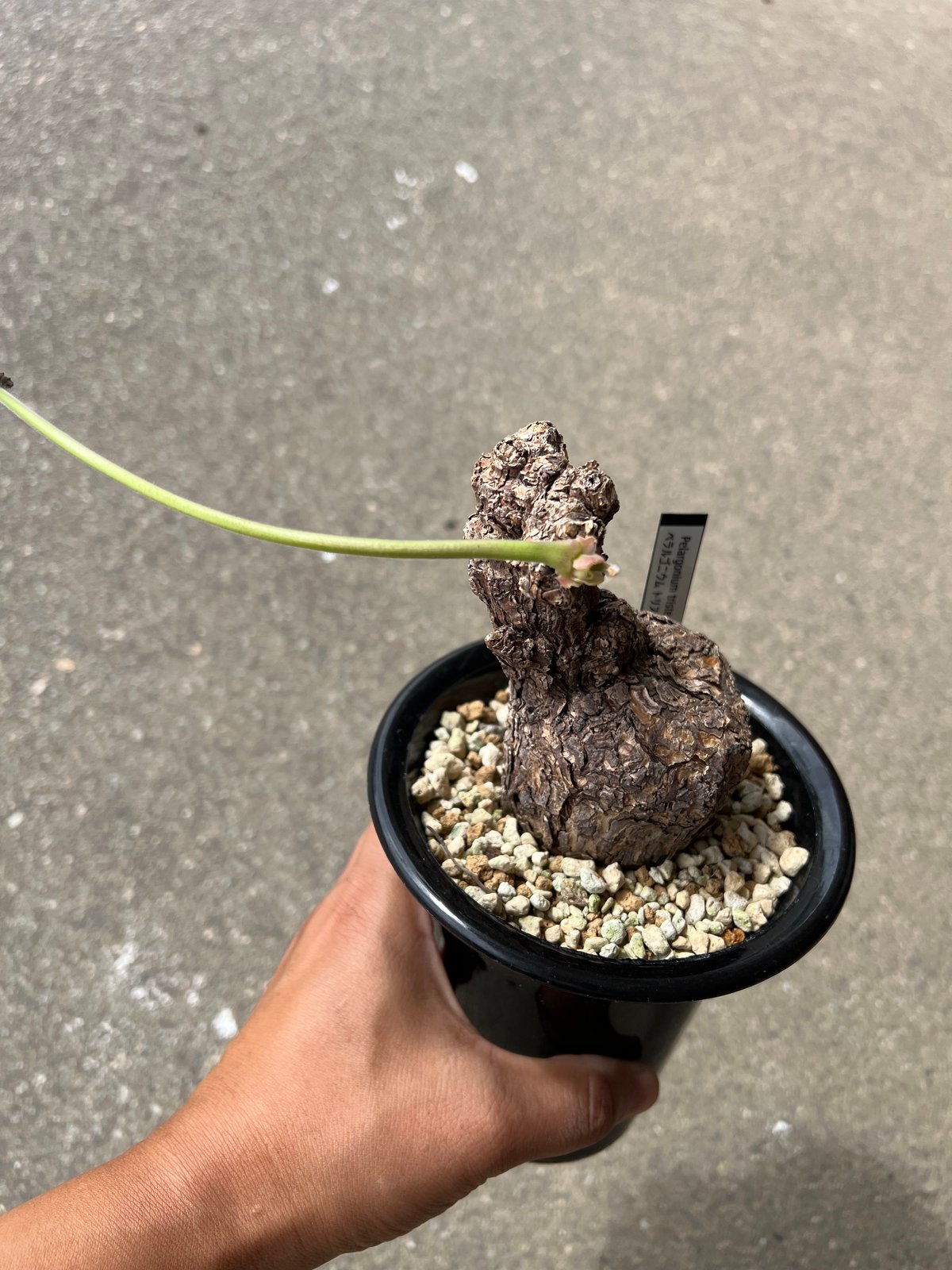 ペラルゴニウム トリステ | STELLA.PLANTS