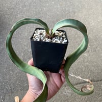 ユーフォルビア シミリラメア | STELLA.PLANTS