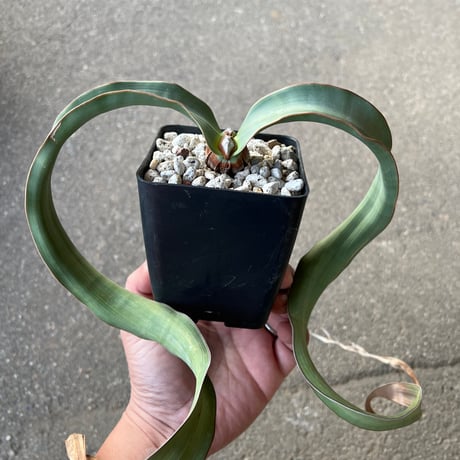 ウェルウィッチア | STORES