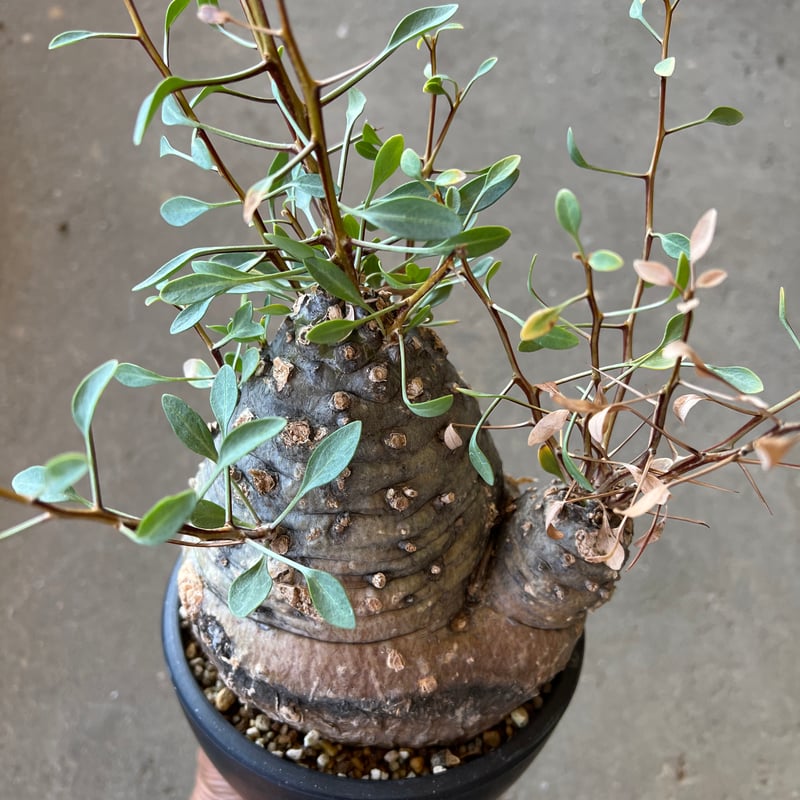 フォークイエリア コルムナリス 観峰玉 | STELLA.PLANTS フォークイエリア コルムナリス 観峰玉 | STELLA.PLANTS